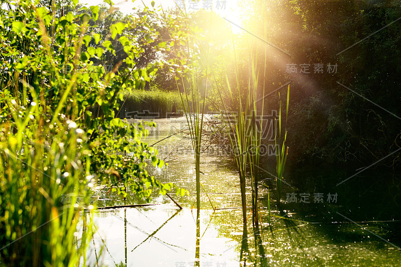 美丽的鱼塘，金色的阳光，宁静的风景