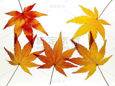 灯箱上美丽的枫叶背景