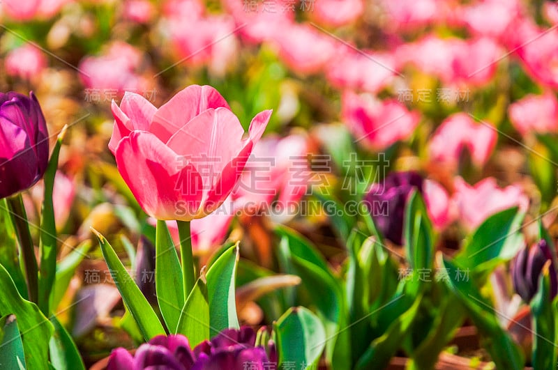 郁金香花近了