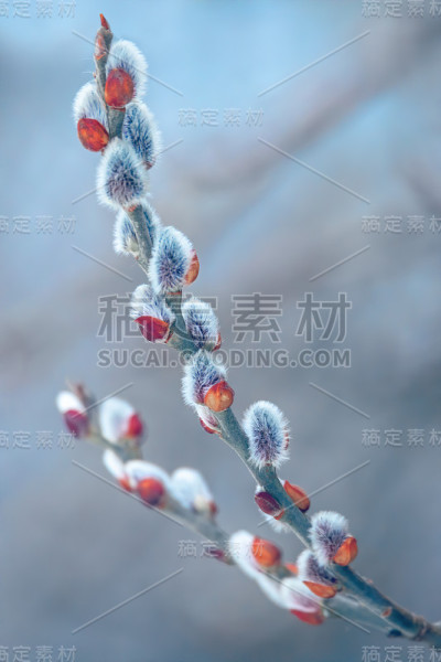 褪色柳假日,背景