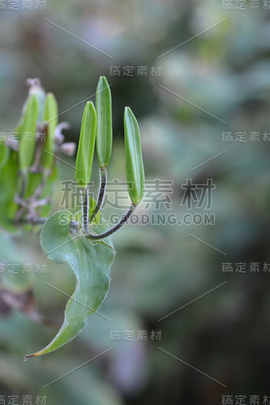 毛蟾蜍百合种子豆荚