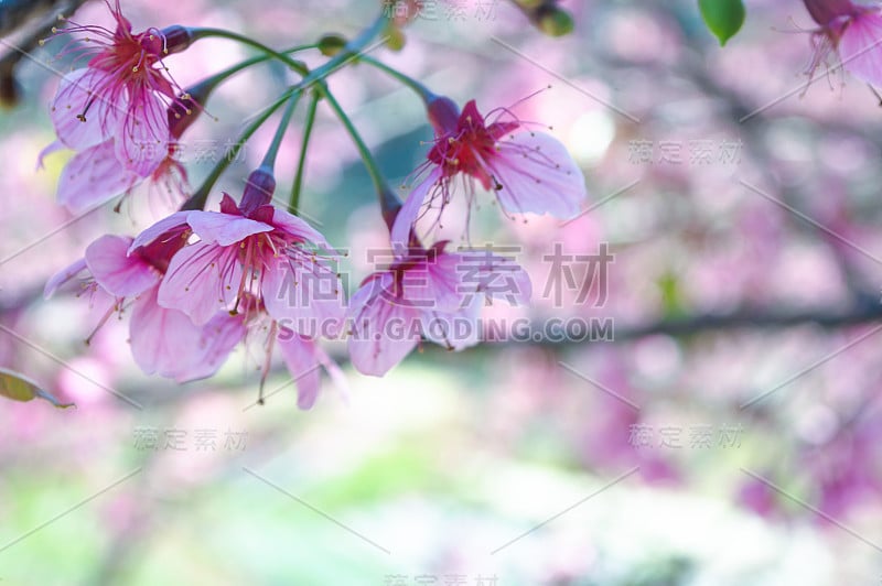 樱花-野生喜马拉雅樱桃在粉红色模糊的背景