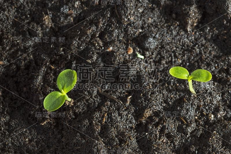 近的绿色芽的宏观视图。园艺的概念。