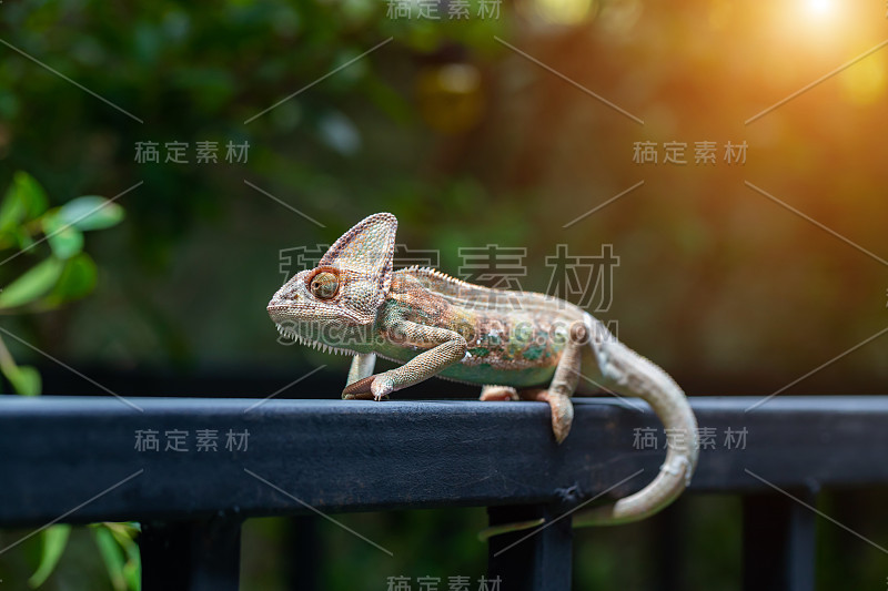 森林中的蒙着面纱的变色龙(calyptratus)。