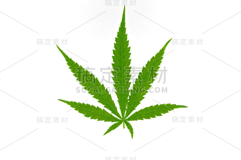 绿色的大麻叶子孤立在白色背景上