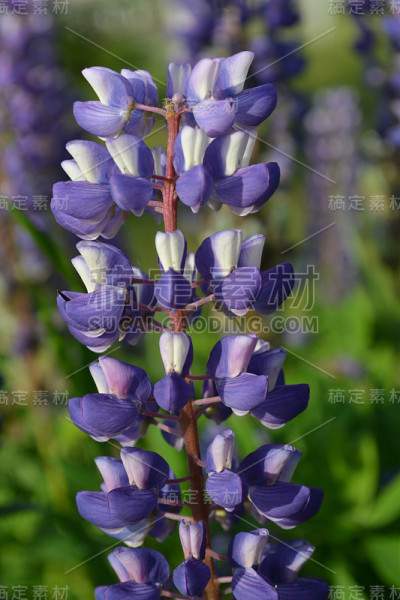 清晨，白色和蓝色的温柔花朵