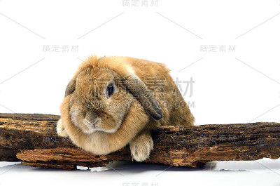 兔子孤立在白色背景上