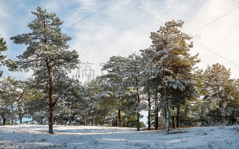 冬天的风景。冷杉树上覆盖着雪。