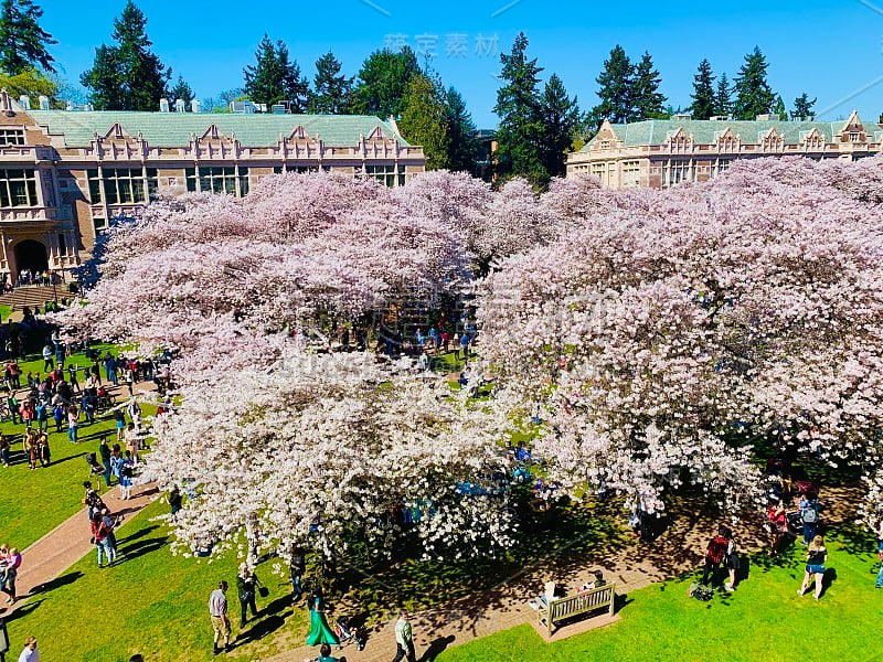 四月，华盛顿大学的樱花绽放