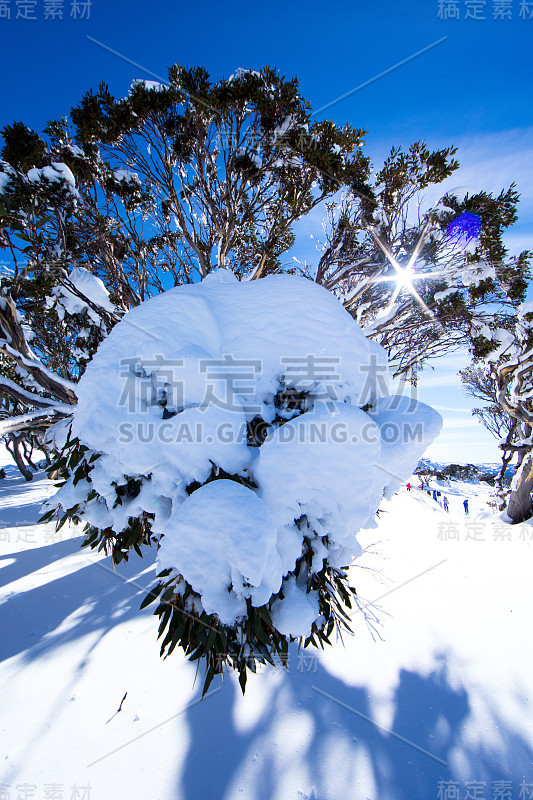 雪山雪树