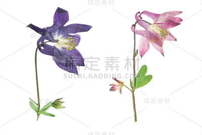 压花和干花