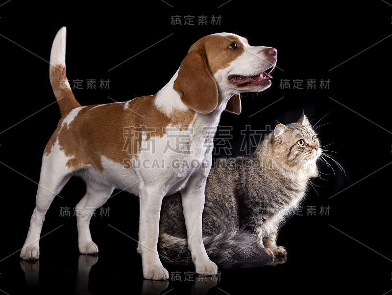 西伯利亚猫和小猎犬抬起头来