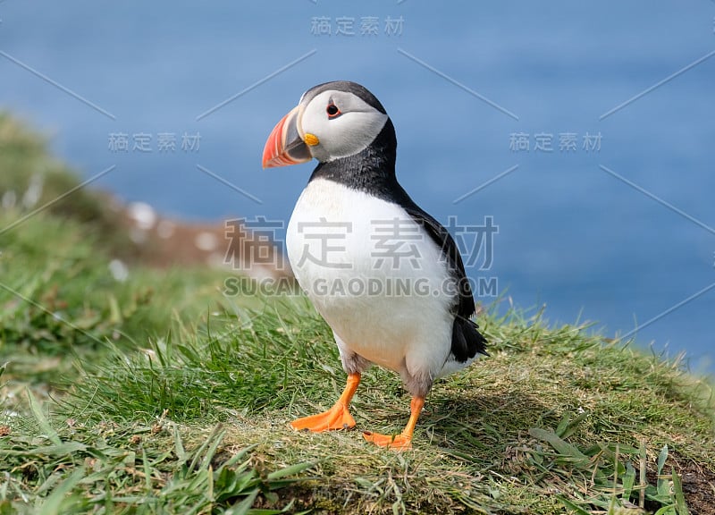 一只成年大西洋海鹦坐在长满草的悬崖边