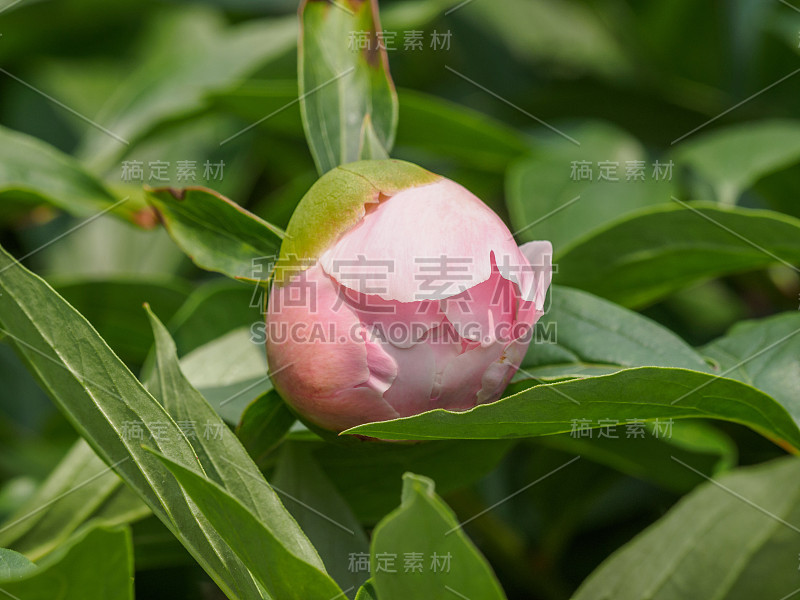 夏季花卉系列，姹紫嫣红的牡丹花在园林中绽放。