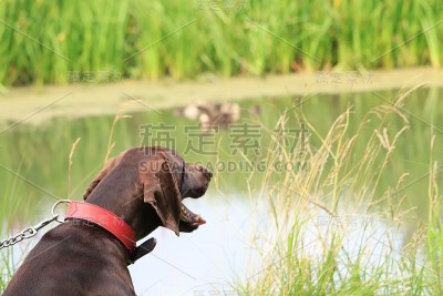 德国短毛指示犬