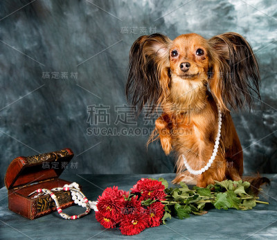 俄罗斯玩具狗