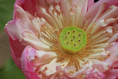莲花