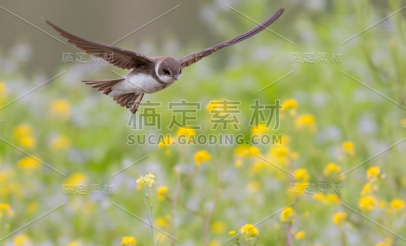 沙马丁，飞岸燕