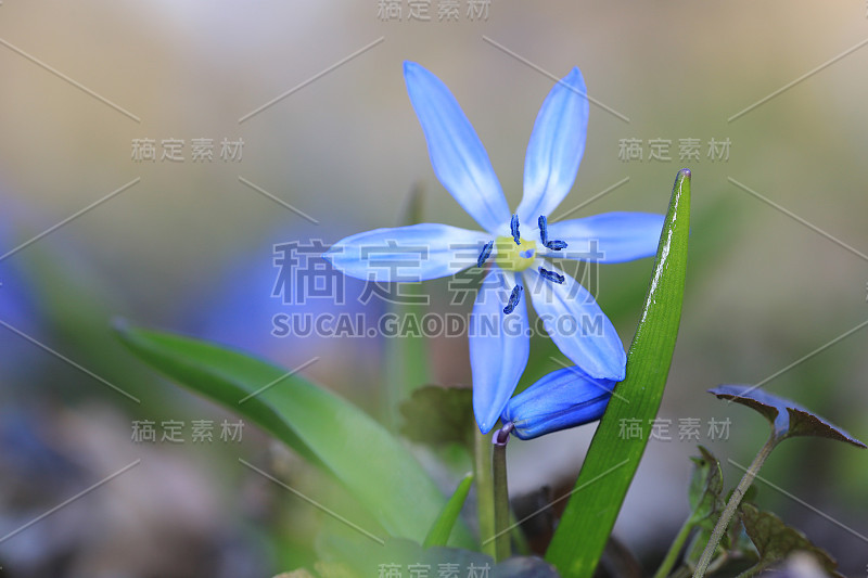 野生山毛榉在春天开花