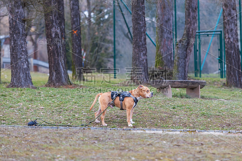 一只漂亮结实的美国比特犬站在路上。他戴着一套带皮带的挽具