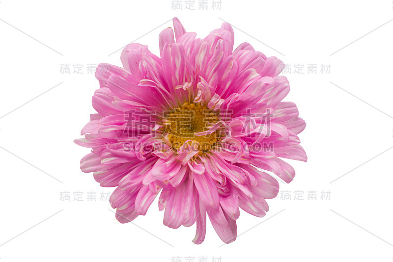 aster