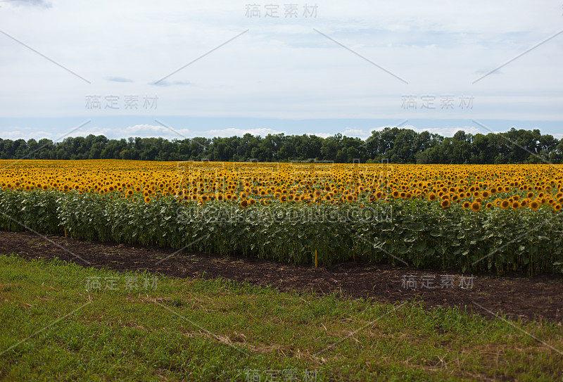 向日葵田