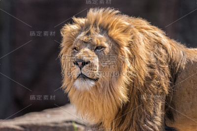 非洲狮子