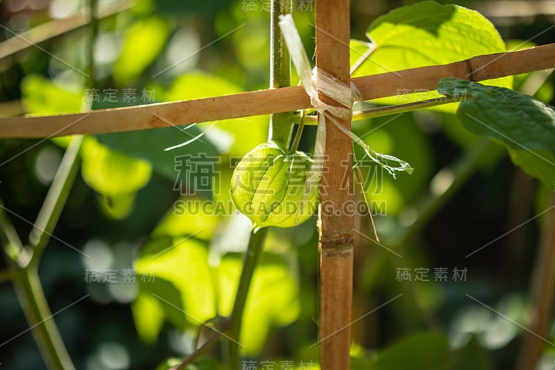 新鲜的醋栗(酸浆)在树枝上