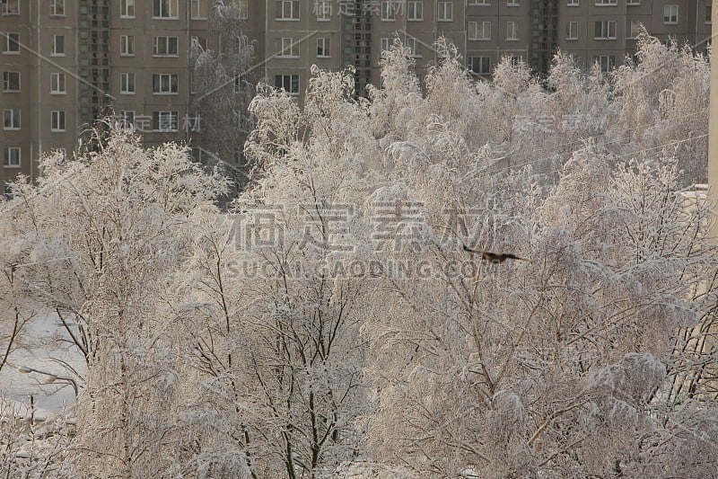 树下的雪在城市