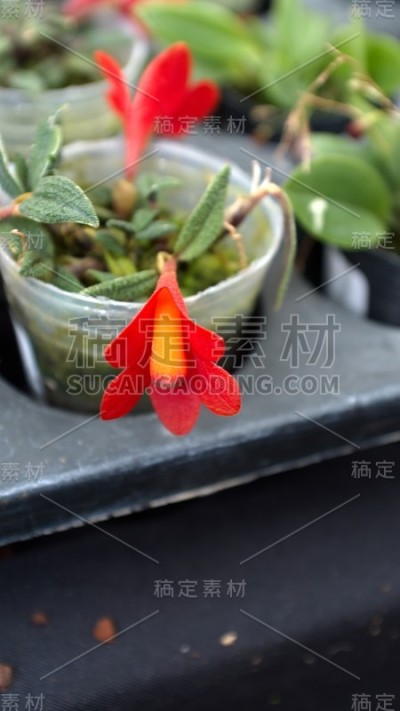 小红兰花在花盆里
