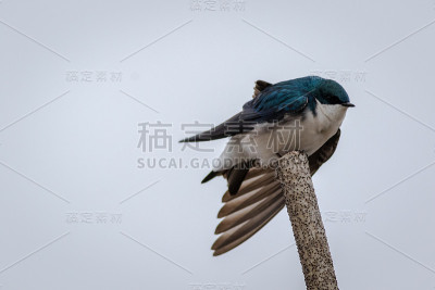 树燕子栖息在浅灰色的天空