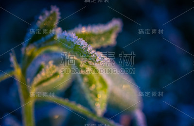 秋天自然在露霜