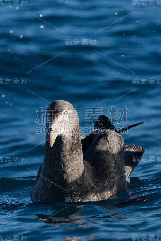 北方巨海燕——哈利巨海燕