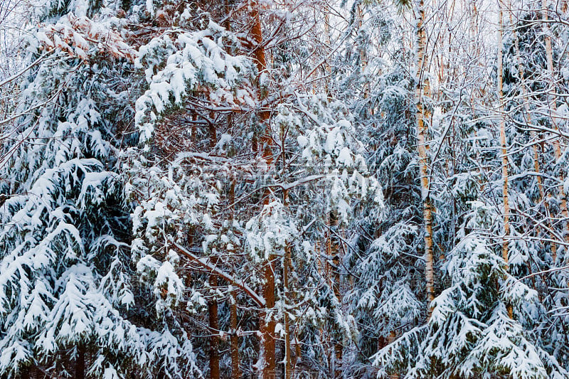 冰雪森林