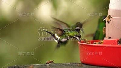 蜂鸟喂食器上的绿色荆棘