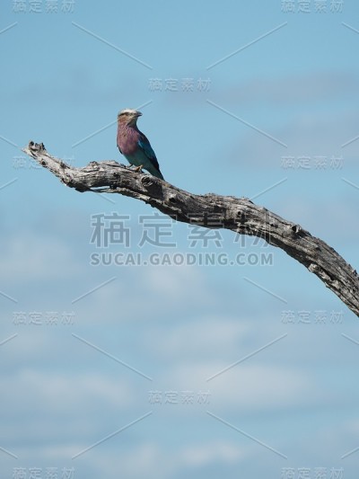 淡紫色胸襟的滚轮看着一边，对着非洲的天空
