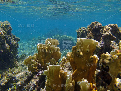 加勒比海潜水