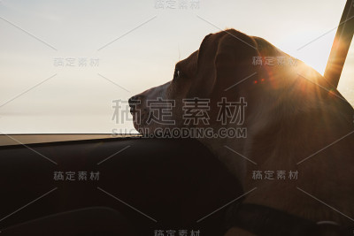 狗在车里看日落