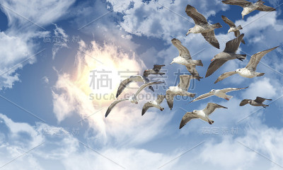 海鸥飞