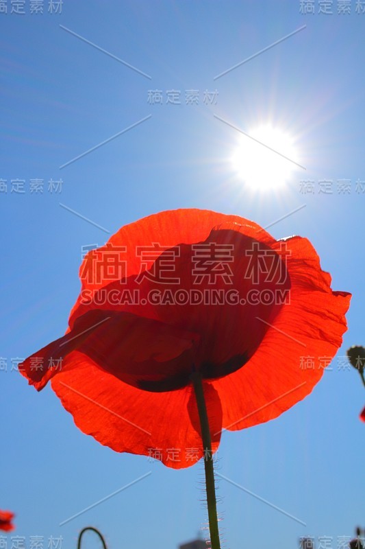 红色的花