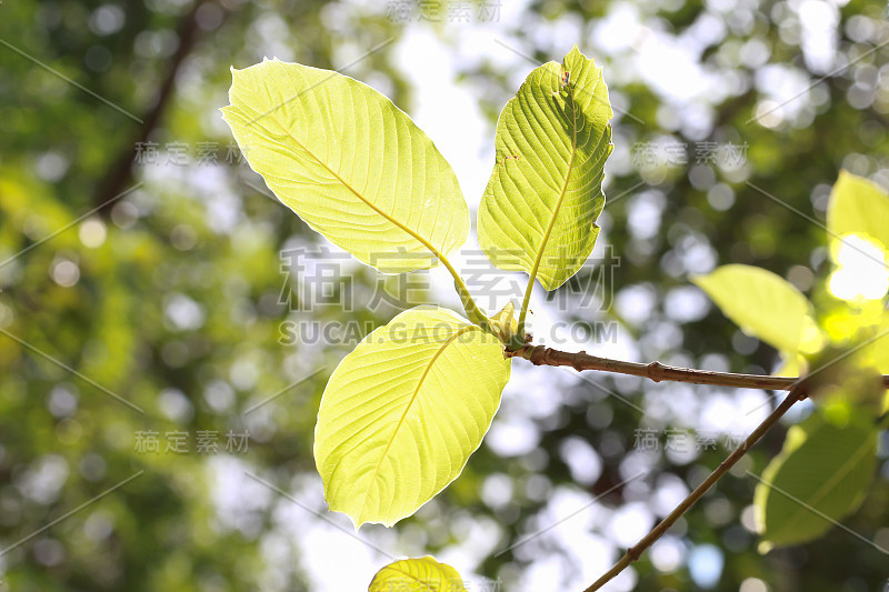 Kratom (Mitragyna speciosa) Mitragynine。毒品和毒品