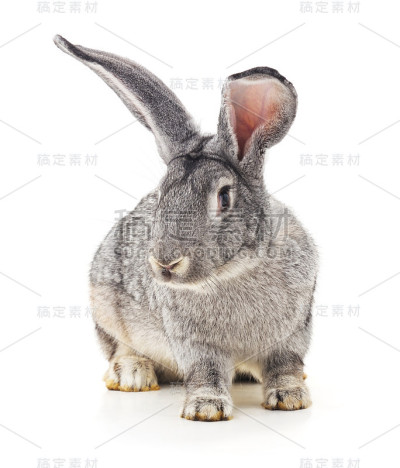 灰色的大兔子。