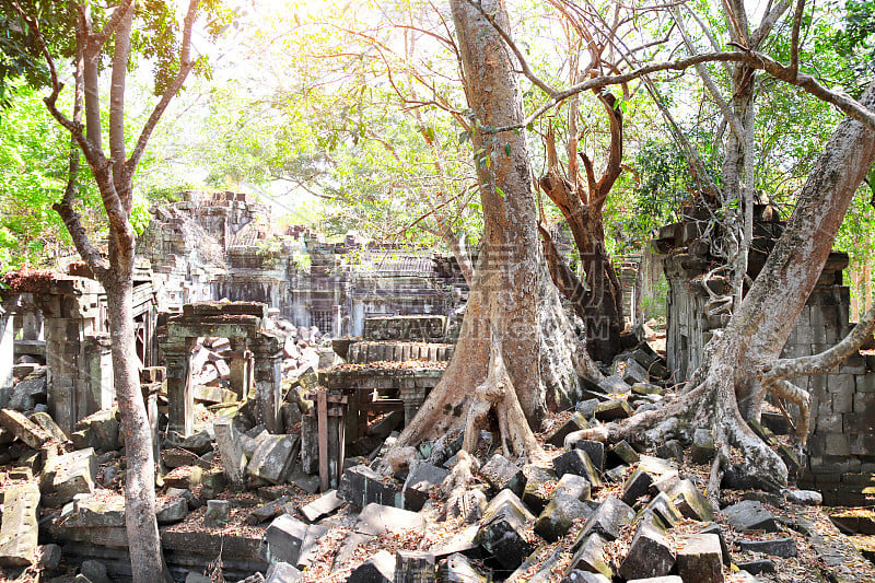 柬埔寨Koh Ker建筑群废墟上的大树