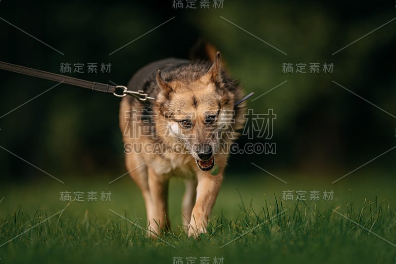 夏天用皮带牵着走的大型杂种狗