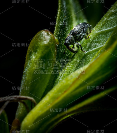 叶子上的小虫子