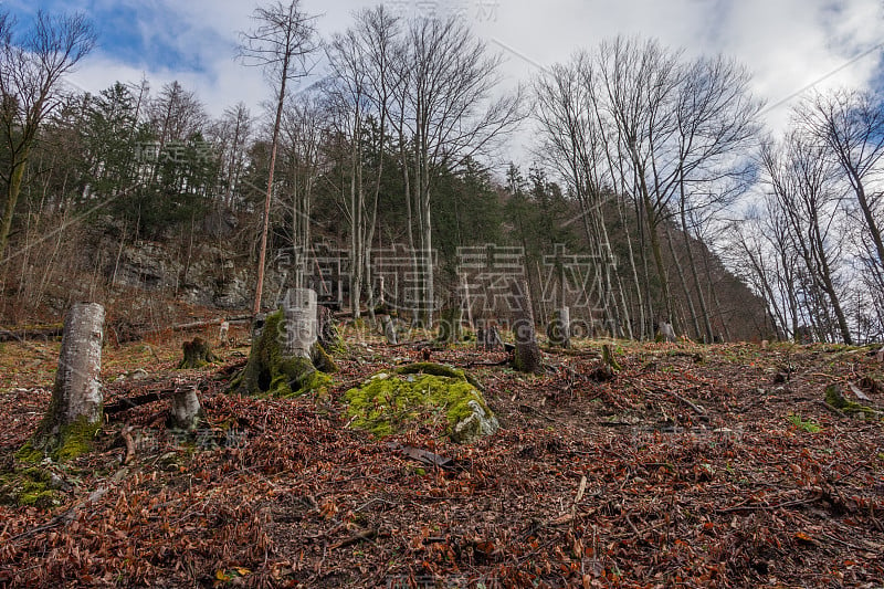 在奥地利斯蒂里亚地区的一座小山上，砍伐森林后的树桩