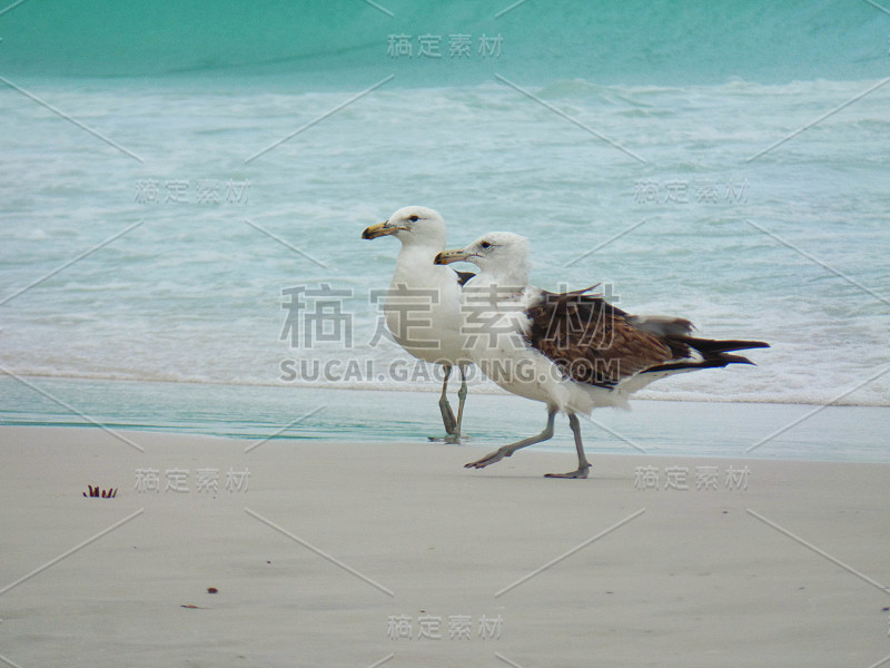 海鸥站在沙滩上，普拉尼哈斯做Pontal海滩，阿拉亚尔做卡波