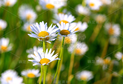 漂亮的洋甘菊