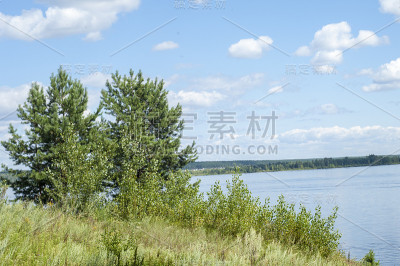 夏天云河芦苇树
