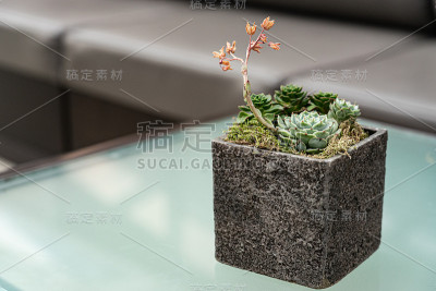植物作为装饰